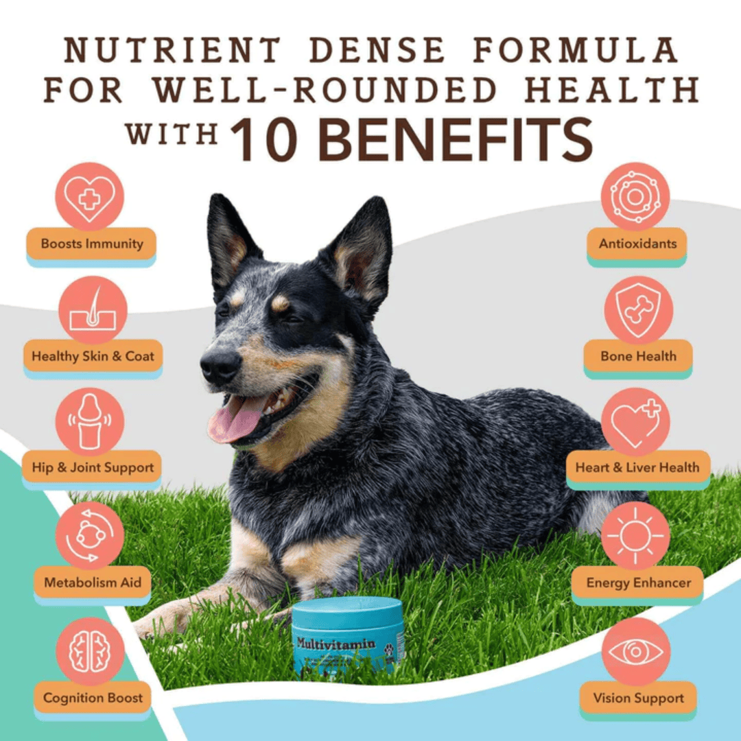 An infographic with 10 key benefits this Tub of Natural Dog Company Multivitamin Chews offers. there is an image of a dog and a tub of these chews in the middle of the writing