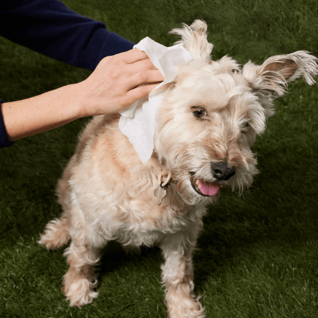 Small dog's ear being cleaned with a Natural Dog Company Grooming Wipe