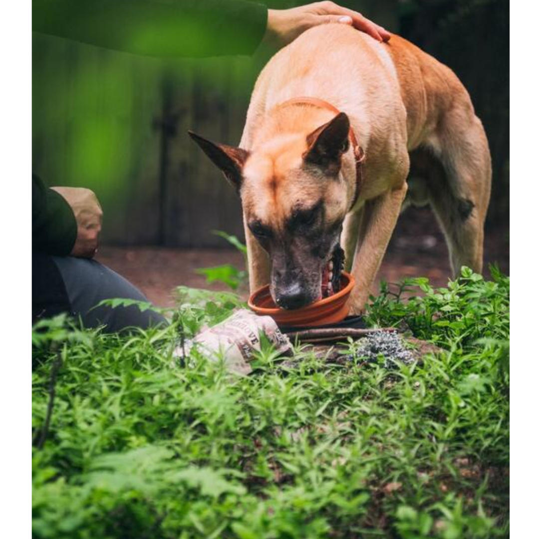 A dog eating their Carnilove Salmon with Blueberry pouch in the forest. The pouch is lying next to the bowl