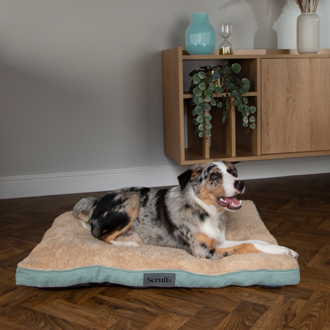 A dog lying on the Scruffs Cosy Mattress in sage green