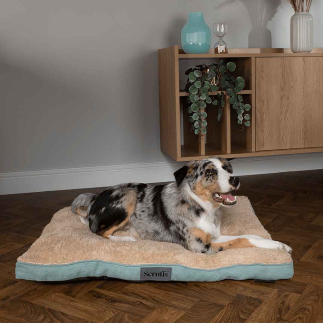 A dog lying on the Scruffs Cosy Mattress in sage green