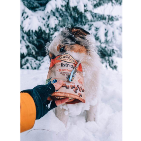 A Dog with their face in a packet of Carnilove Ostrich with Blackberries Dog Treats. They are in a snowy location.