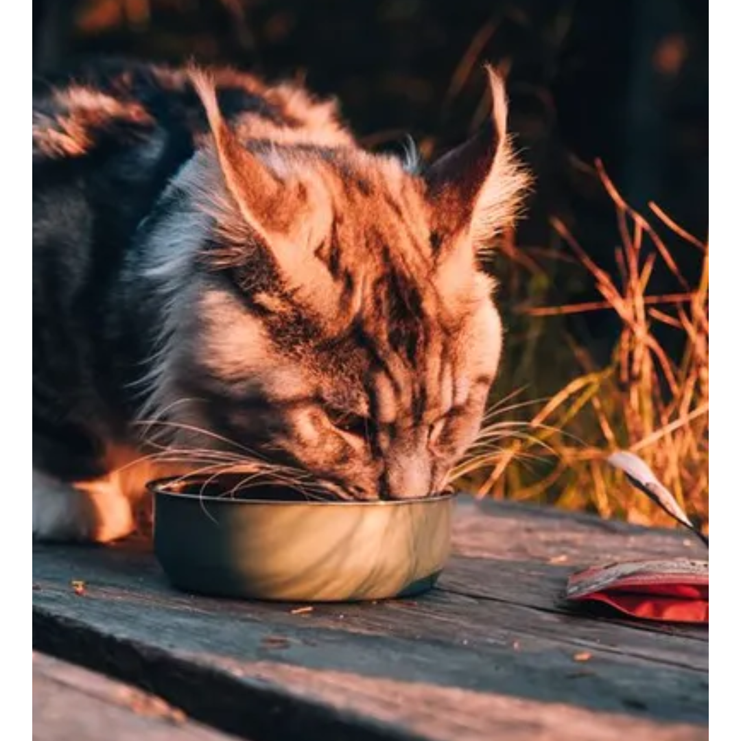 A Maine Coon cat eating Carnilove Wet Cat Food Pouch from a bowl outside.