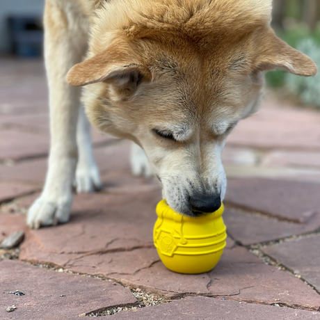 A dog feeding from the SodaPup Honey Pot toy