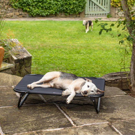 Terrier laying on a Bunty Foldable Raised Dog Bed in a Garden.