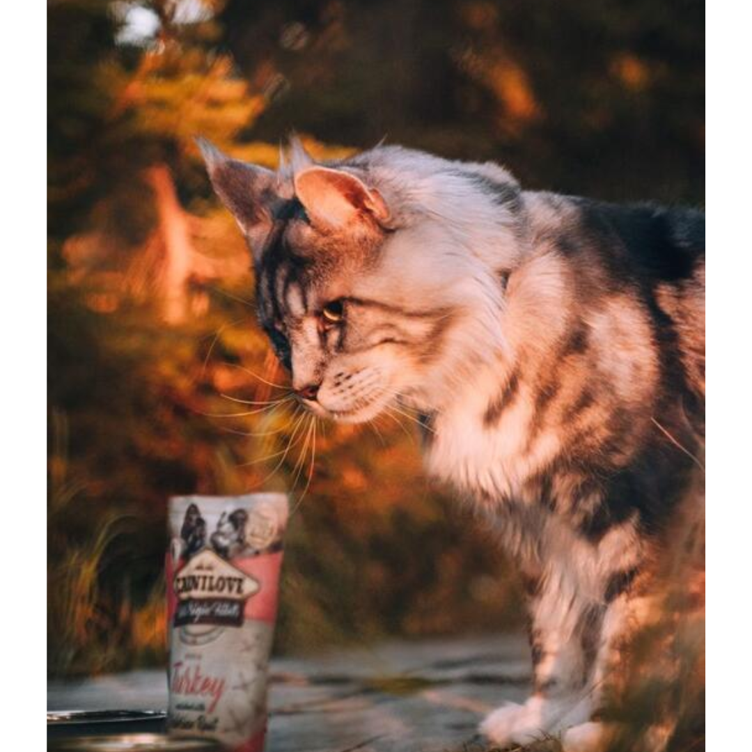 A Cat looking at the Turkey with Valerian Root cat food pouch.