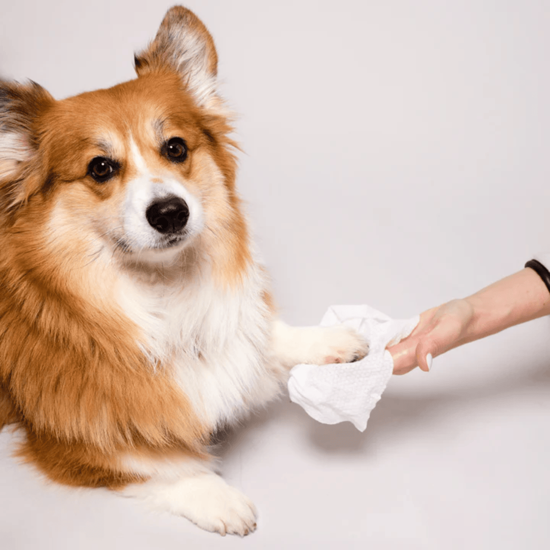 Corgi's paw being cleaned with a Natural Dog Company Grooming Wipe