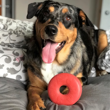 A dog posing beside a Sodapup Life Ring Chew Toy