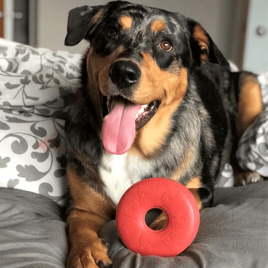 A dog posing beside a Sodapup Life Ring Chew Toy