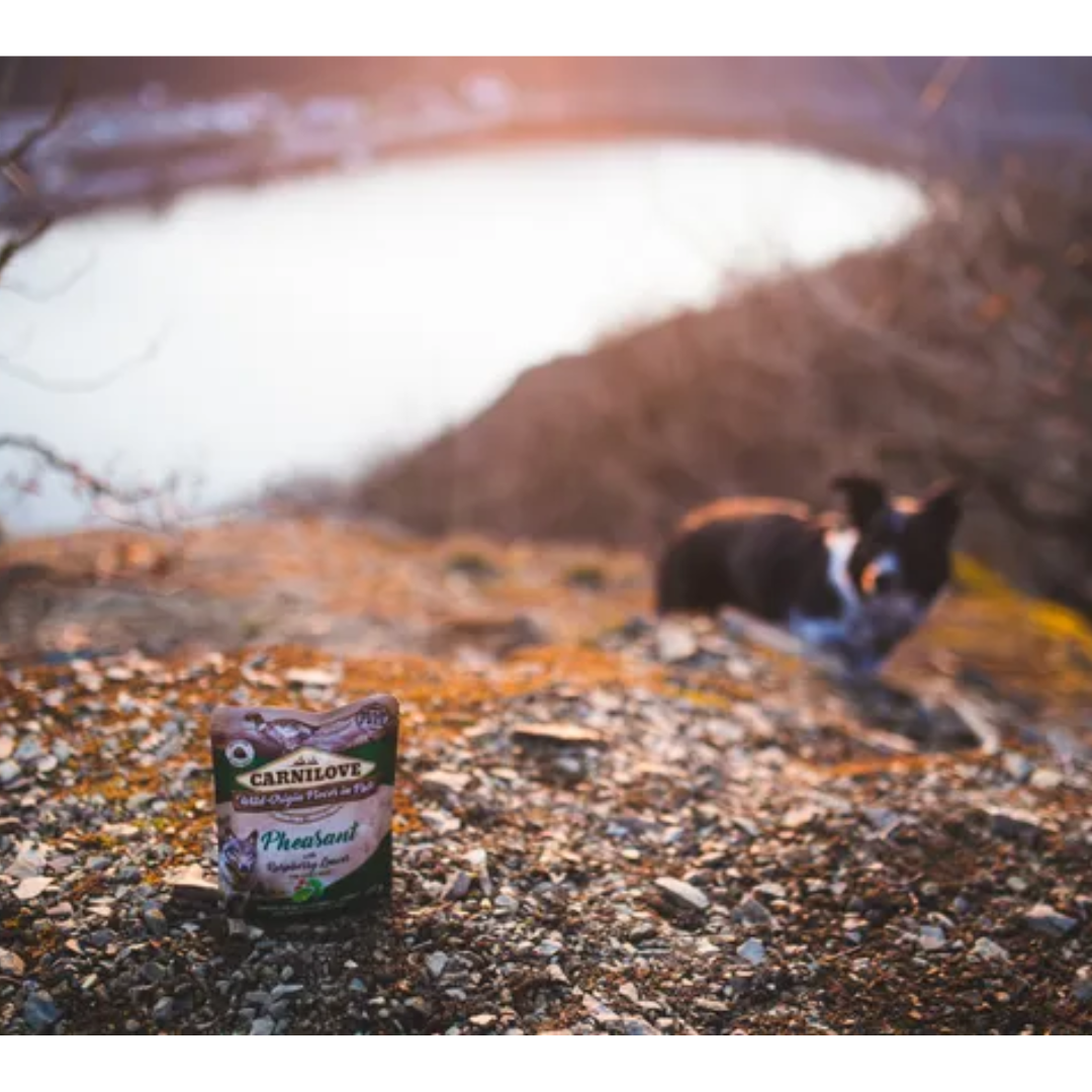 An image taken by a lake of the Carnilove Pheasant with Raspberry leaves dog food and a black and white dog looking at it from a distance.