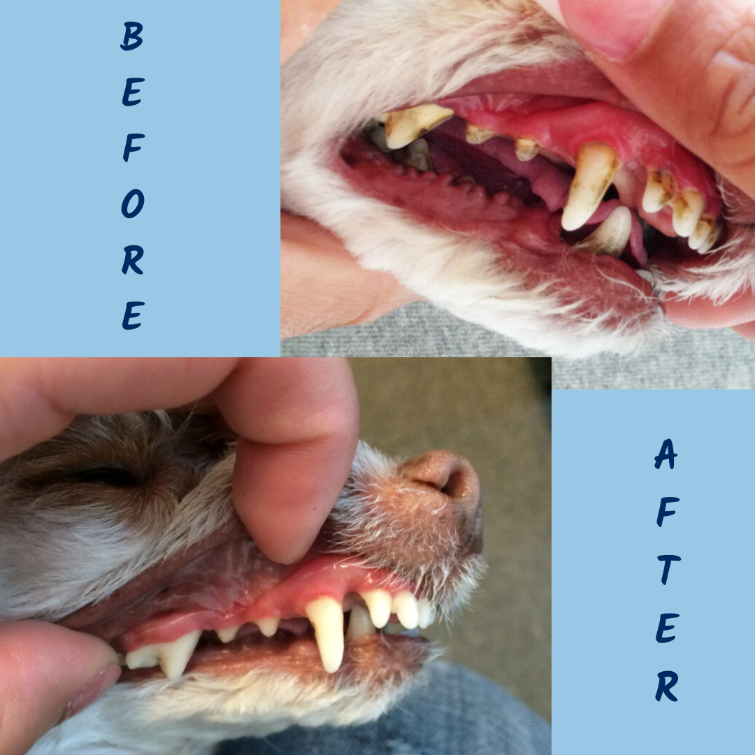 ProDen PlaqueOff Dental Powder