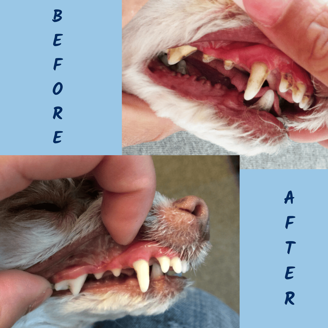 ProDen PlaqueOff Dental Powder