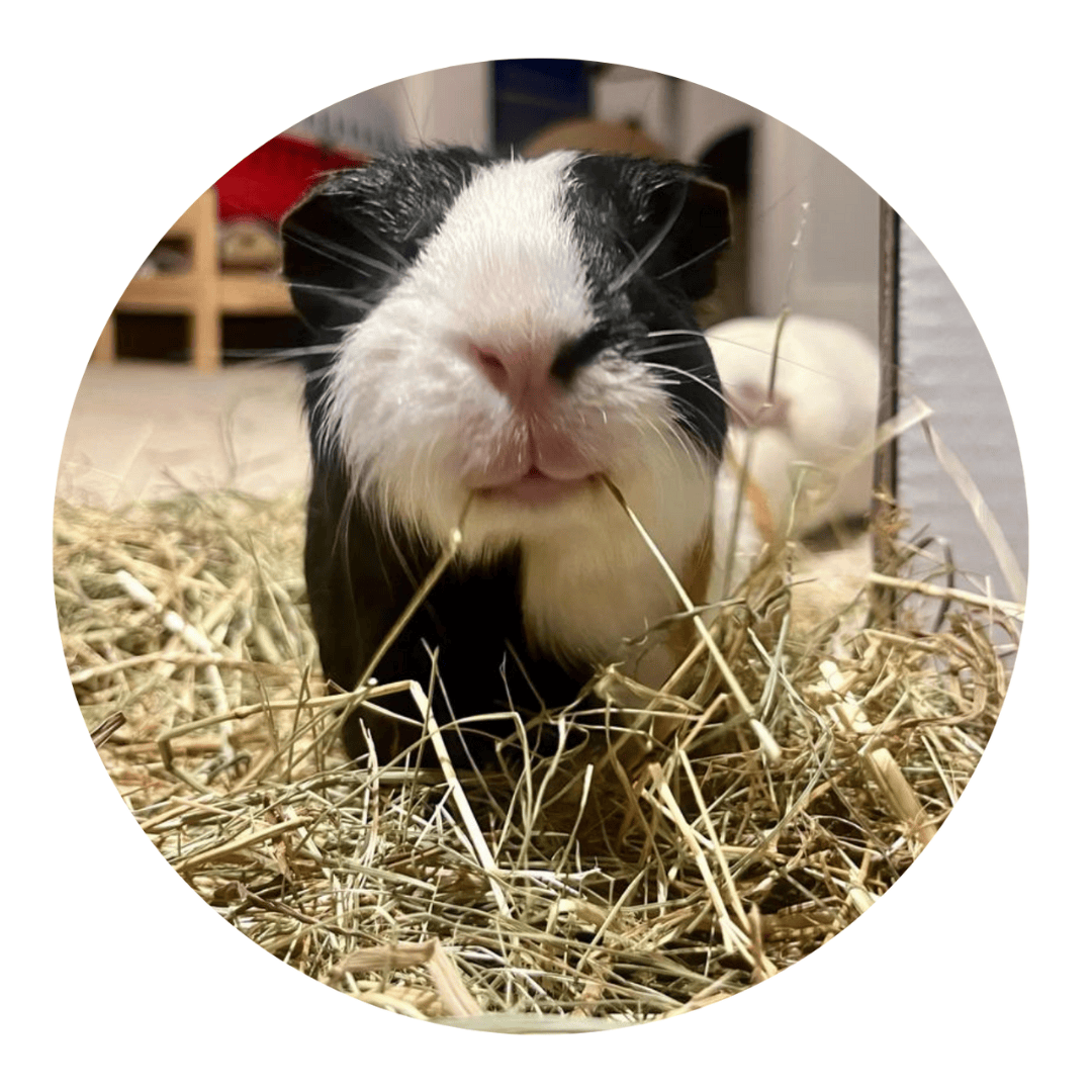 Pillow Wad Meadow Hay