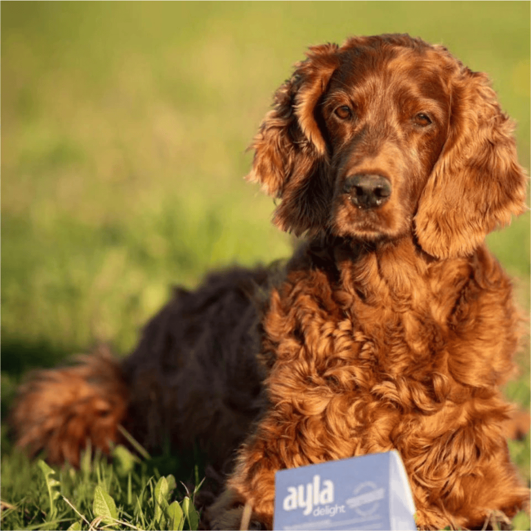 Brown dog sitting on grass with a blue box labeled 'ayla delight' in the foreground.
