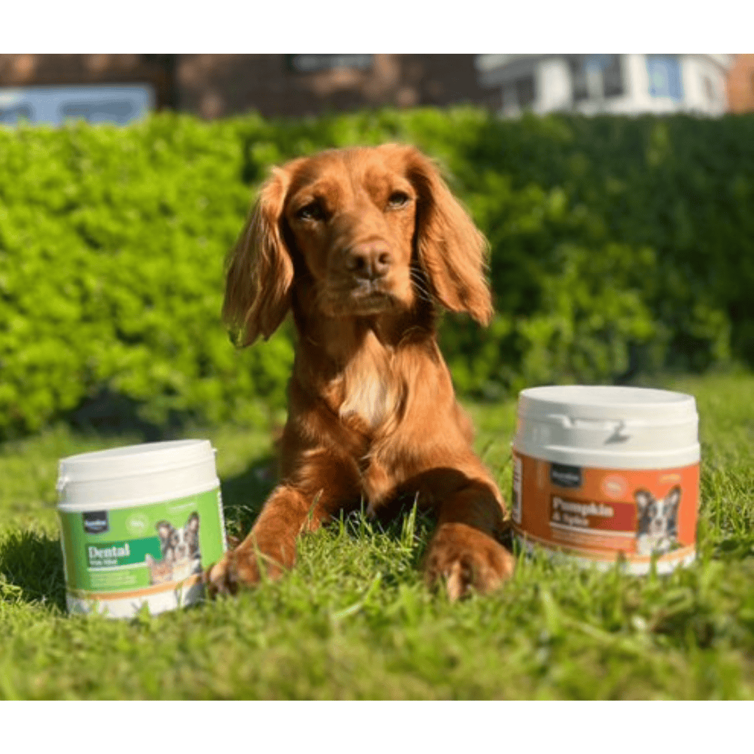 A dog is laying on the grass with Karnlea's Dental Topper and their Pumpkin & Spice Powder.