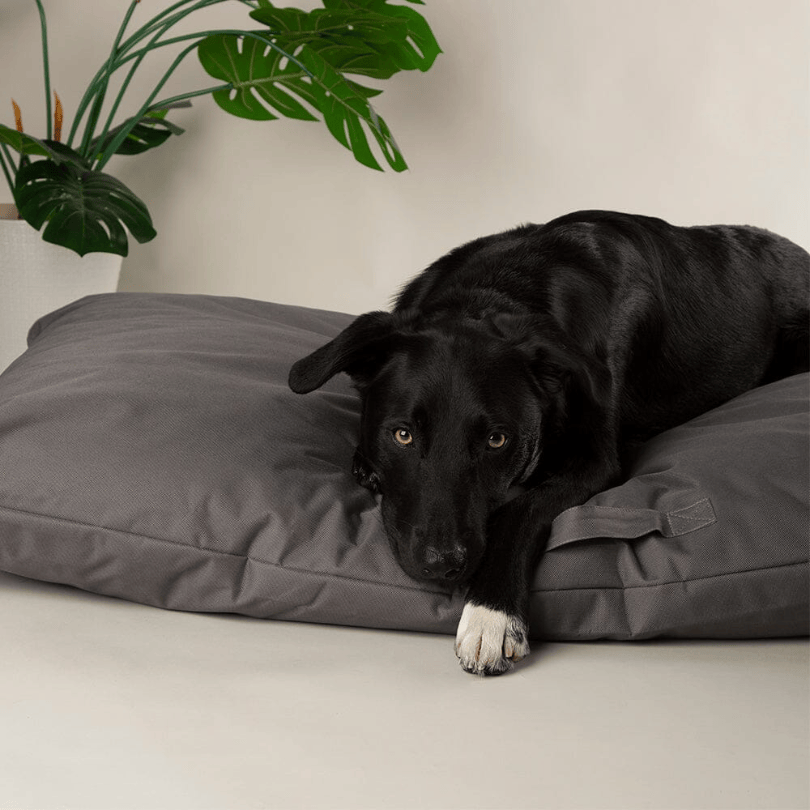 Black dog lying on a grey Scruffs Expedition Orthopaedic Pillow for Dogs against a plain background