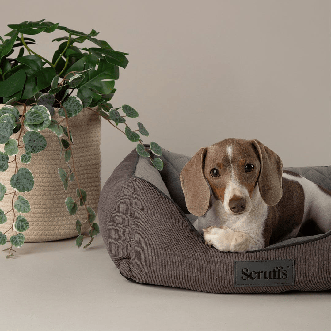 Dog lying on a Scruffs pet bed with a plant in the background