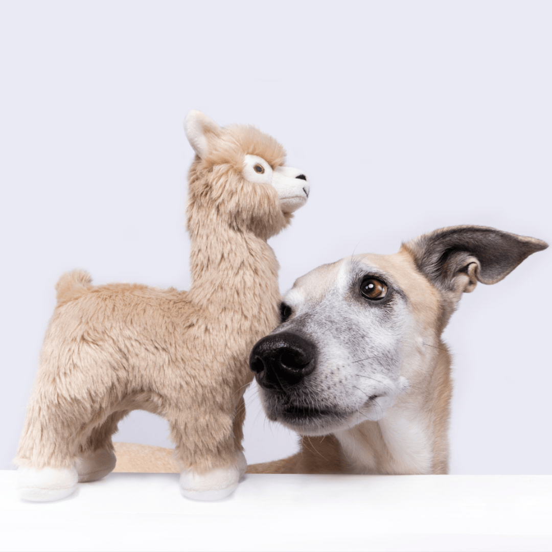 Dog with a plush alpaca toy on a white background