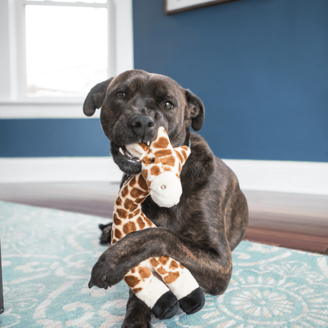 Dog holding a giraffe plush toy on a blue carpeted floor.