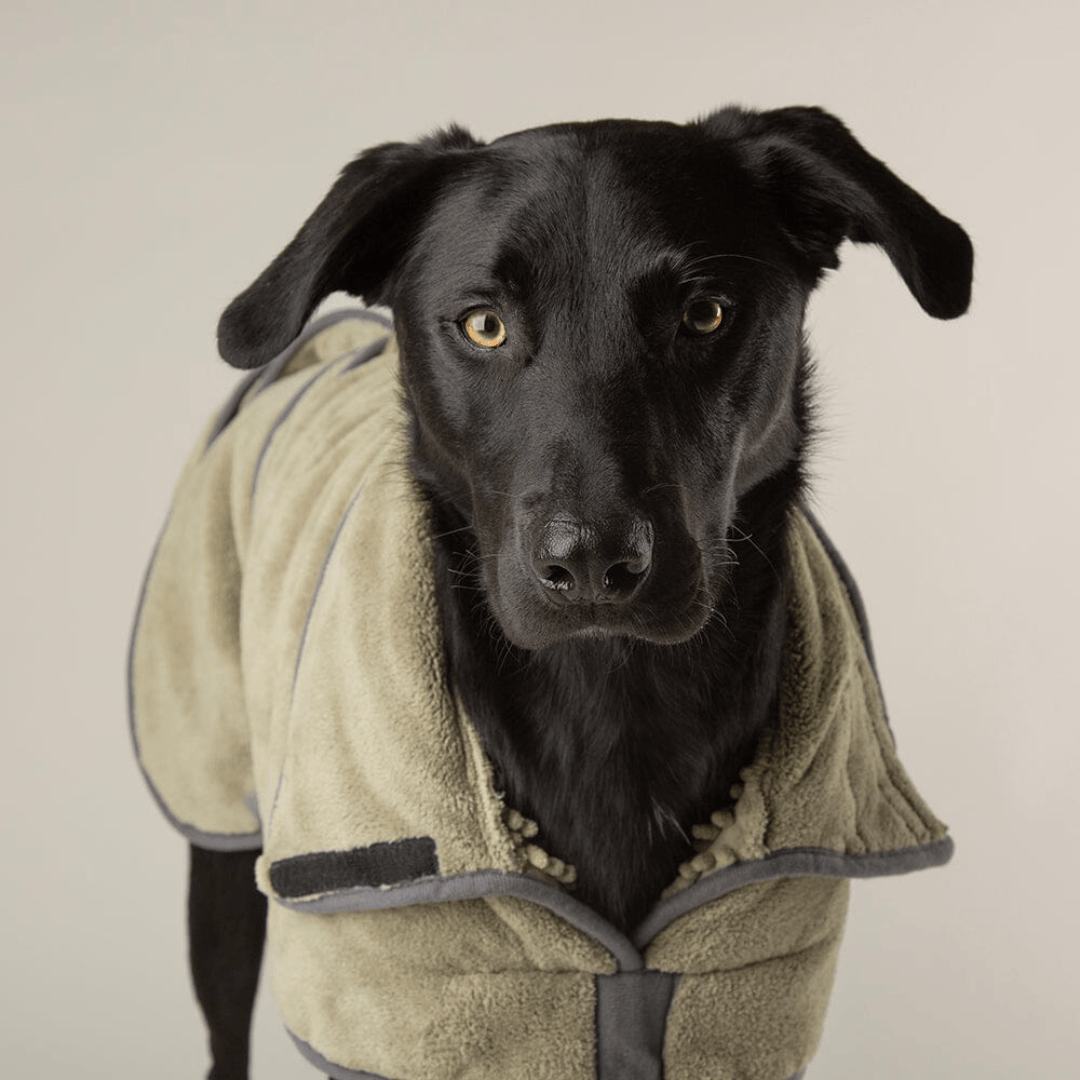 Black dog wearing a Scruffs Expedition Microfibre Dog Drying Coat against a neutral background
