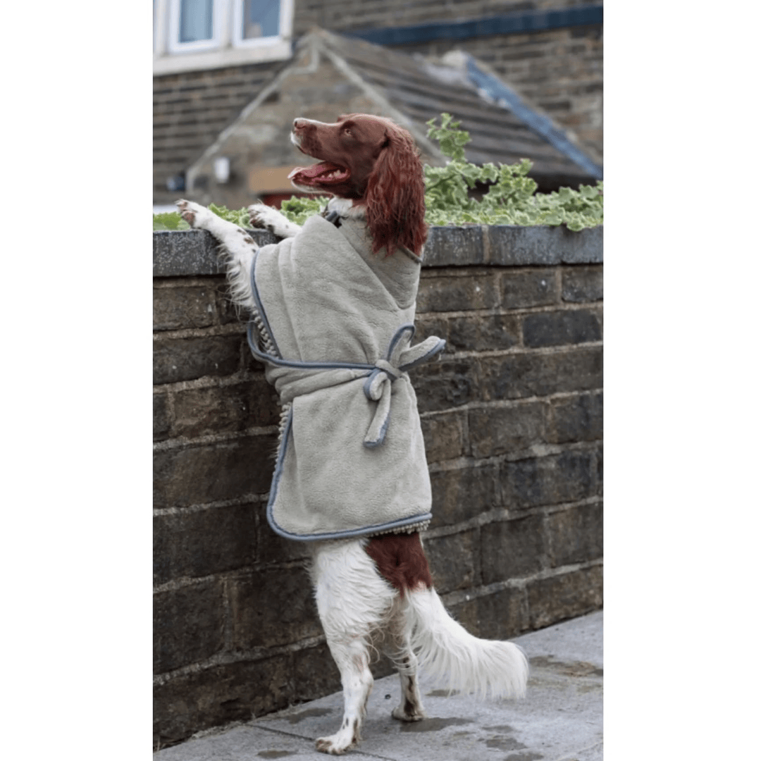 Dog wearing a Scruffs Expedition Microfibre Dog Drying Coat standing on a stone wall.