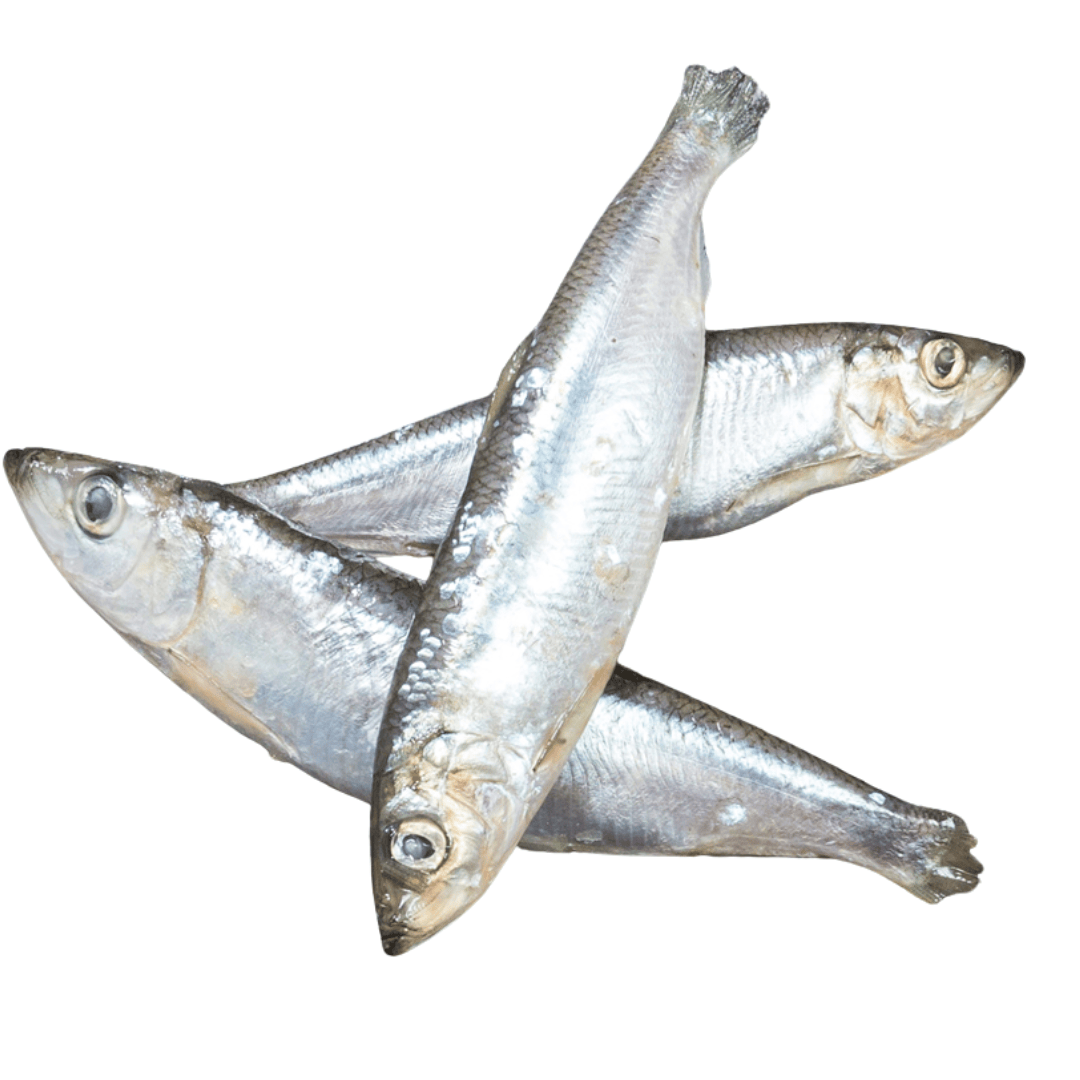 KB Raw Herring 1kg