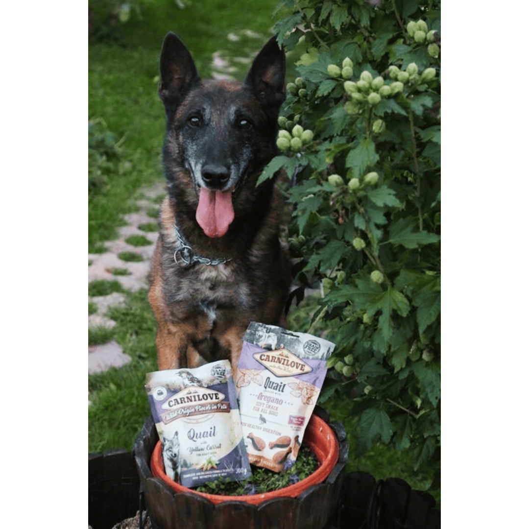 Dog sitting outdoors with two packages of Quail dog food in front