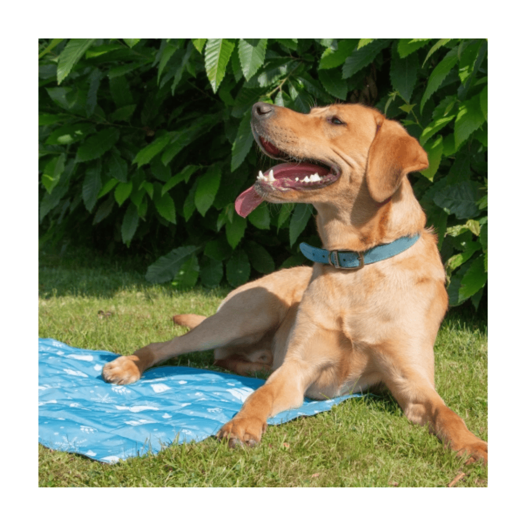 Dog Cooling Mat
