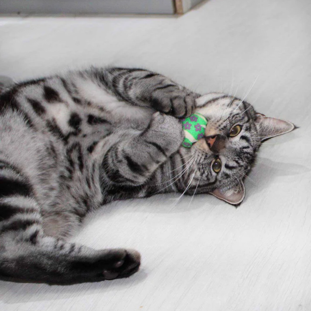 Kong Cat Active Tennis Balls with Bells