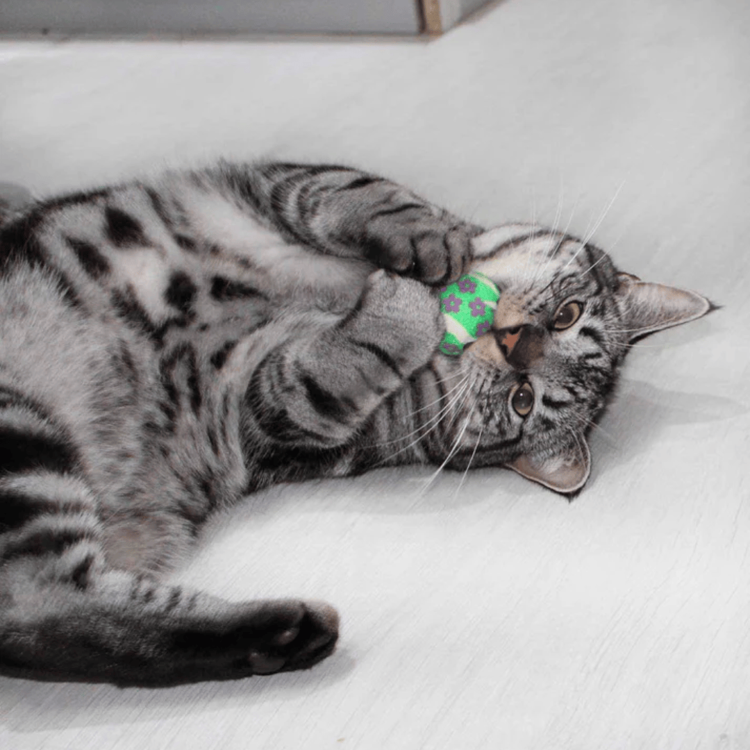 Kong Cat Active Tennis Balls with Bells