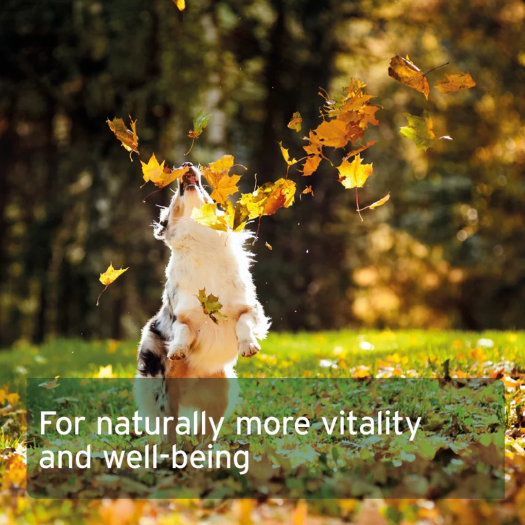 Aniforte Salmon Oil Capsules