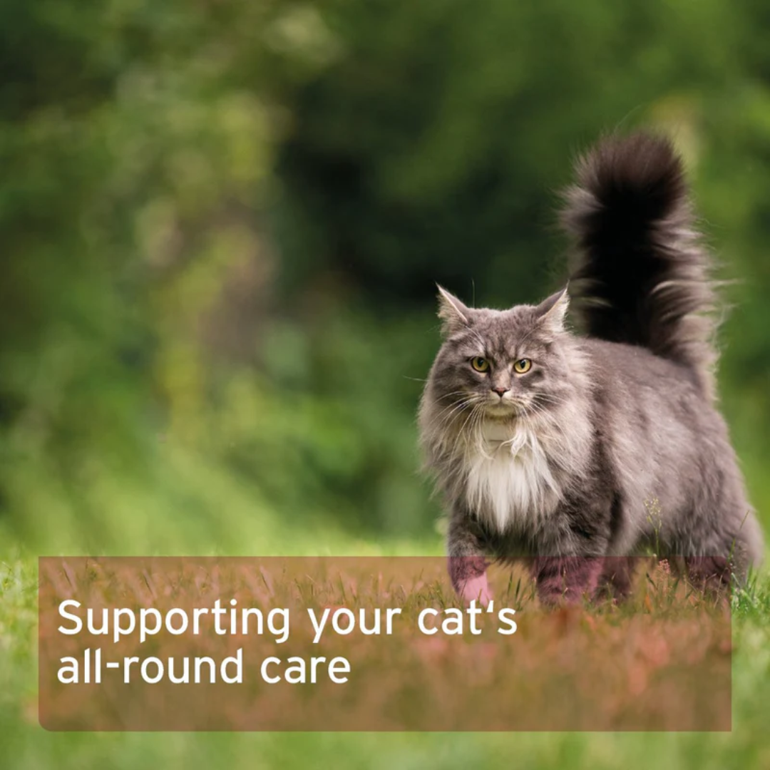 Aniforte 4in1 Complete Cat