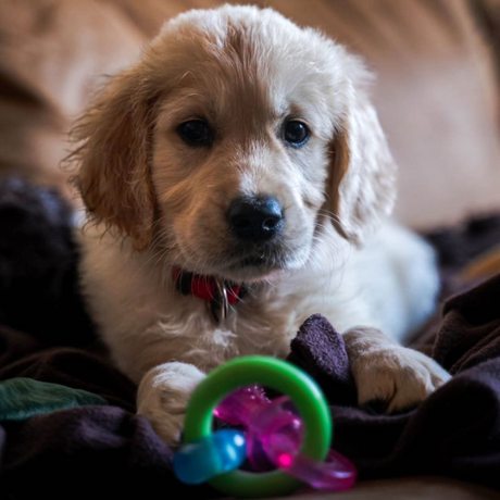 Nylabone Puppy Pacifier Teething Toy