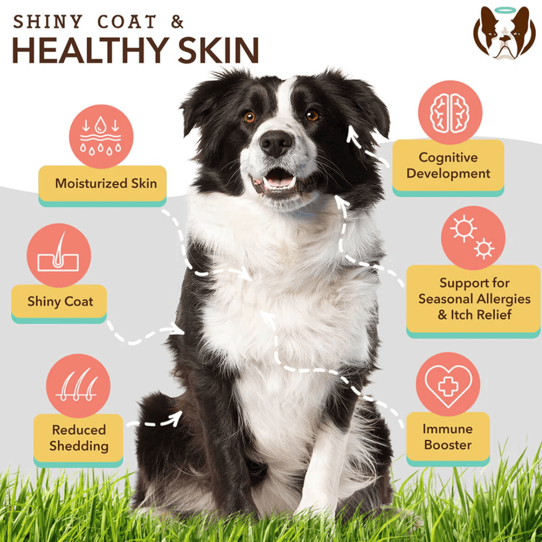 Natural Dog Company Skin & Coat Oil