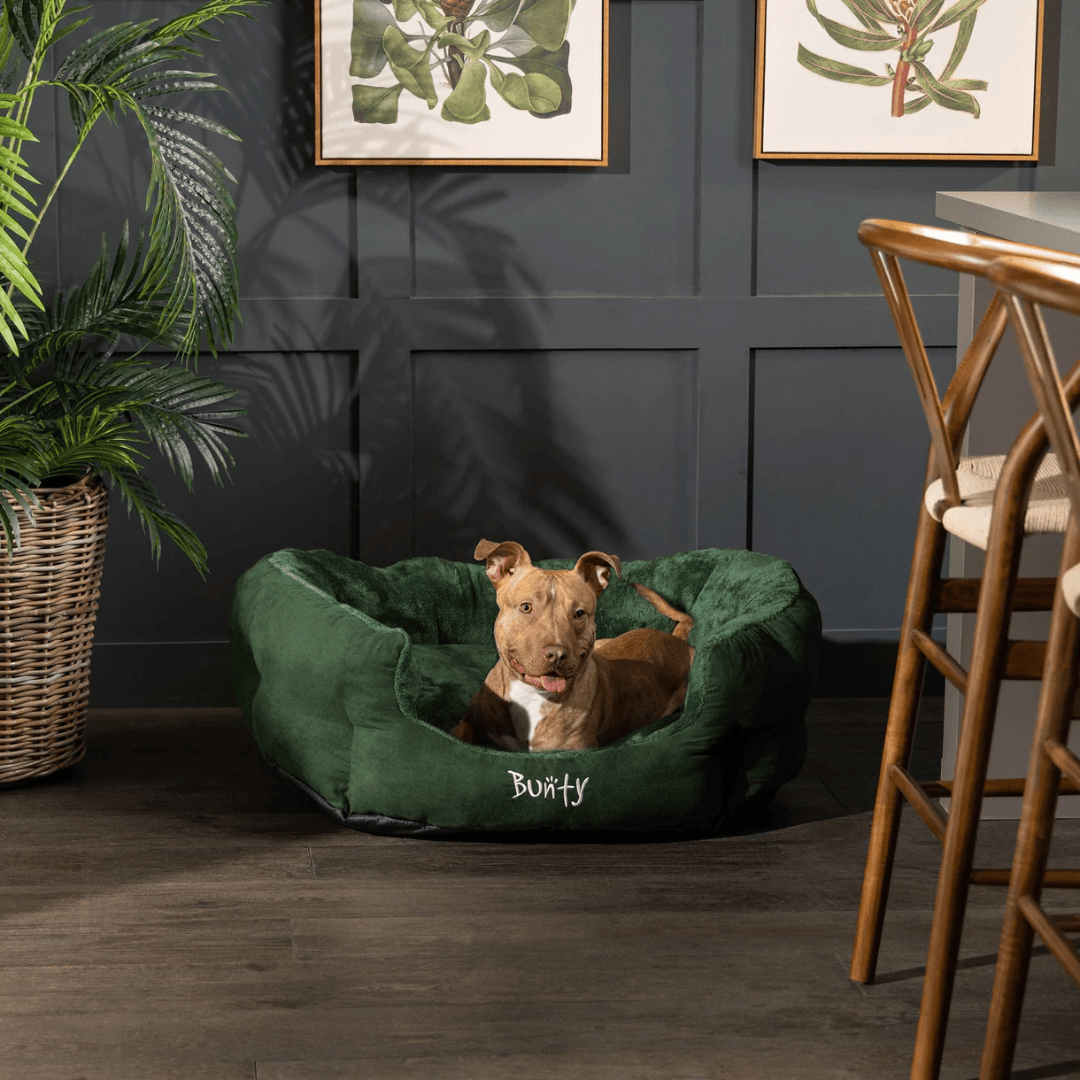 Dog lying in a Bunty polar green pet bed with 'Bunty' branding in white, surrounded by a home interior with plants and furniture.