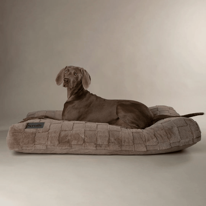 Dog lying on a Scruffs Oxford Ortho Mattress silver pet bed against a neutral background