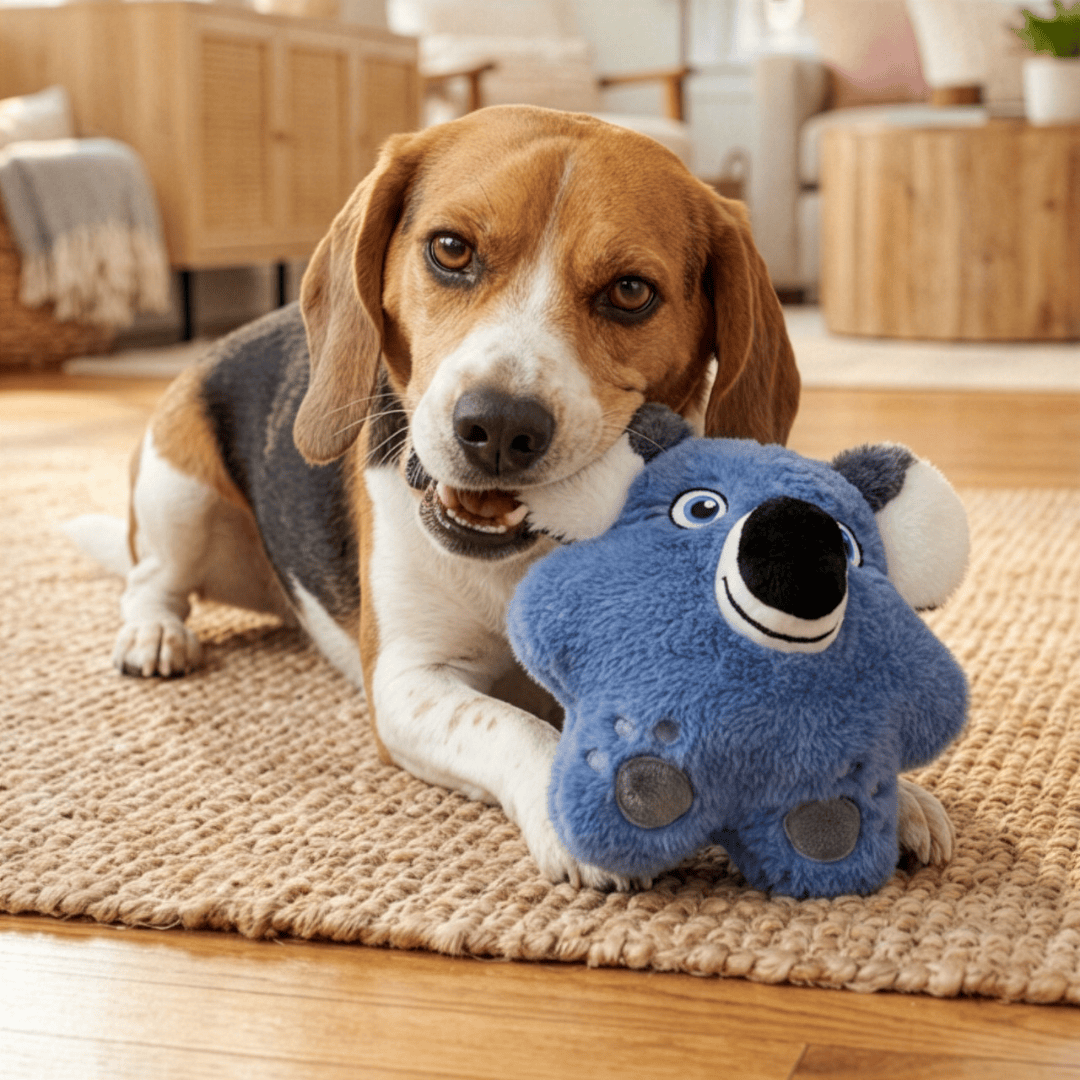 A beagle dog lying on a woven jute rug in a cozy living room, holding a blue plush koala toy.