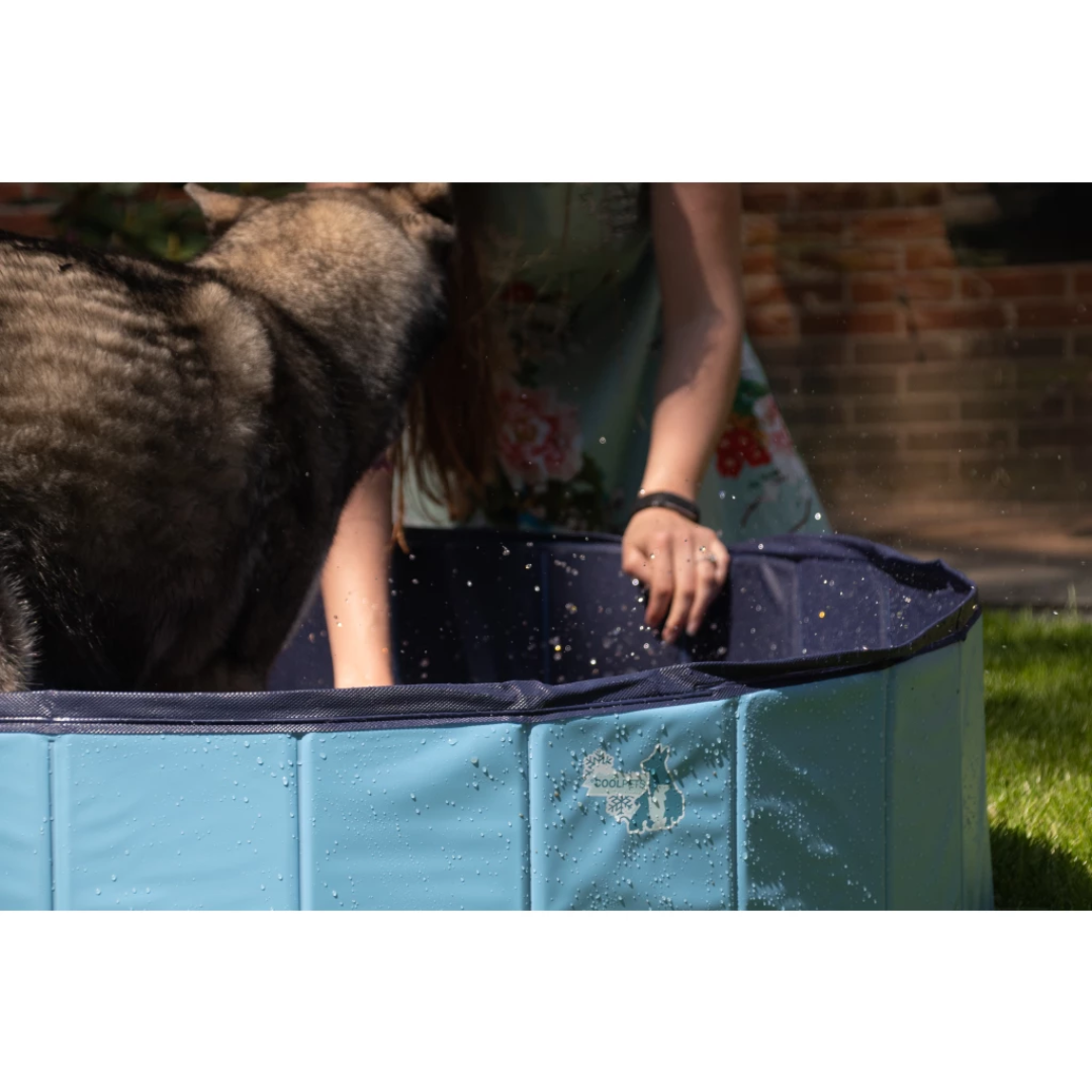 Paddling Pool for Dogs