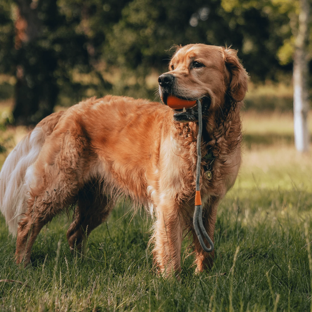 A dog holding the Beco Orange Rubber Slinger Ball in it's mouth