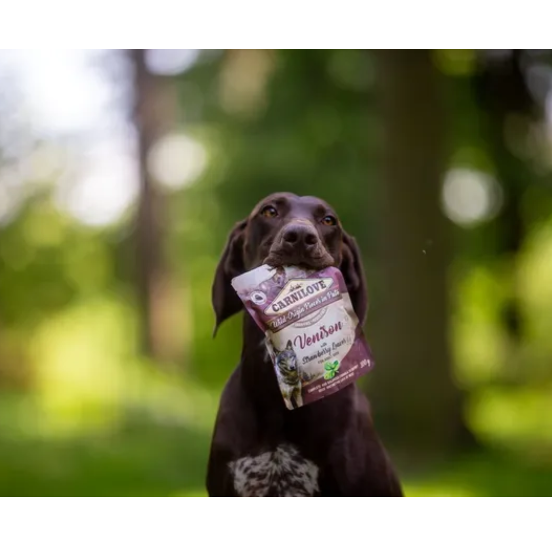An image of a brown dog in a forest with a Carnilove Venison with Strawberry leaves pouch hanging from his mouth
