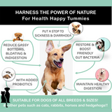 Benefits of Holistic Hound Pre and Probiotic for cats and dogs.
