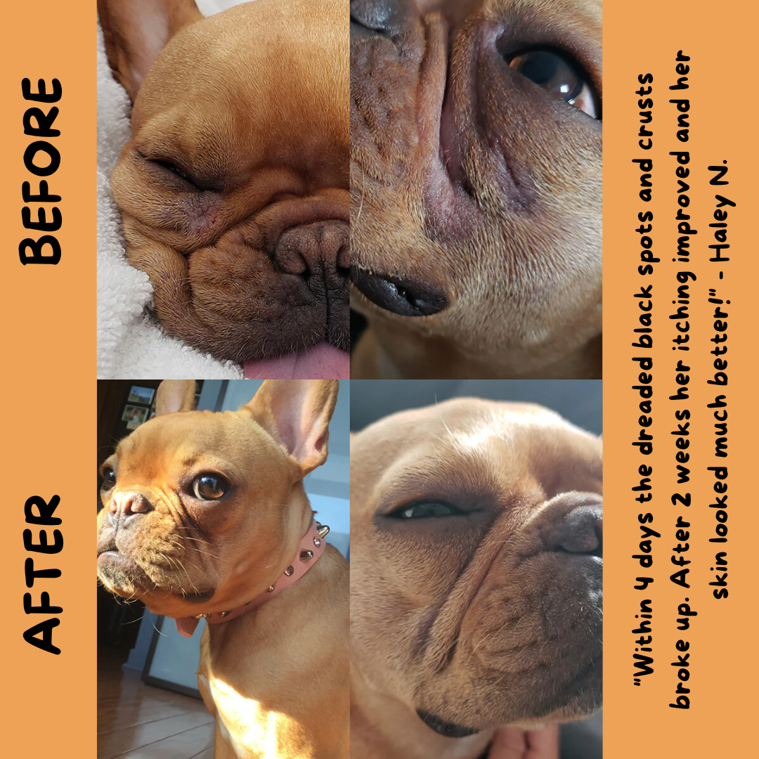 A before and after photo of a customer who used this product on their dog.
