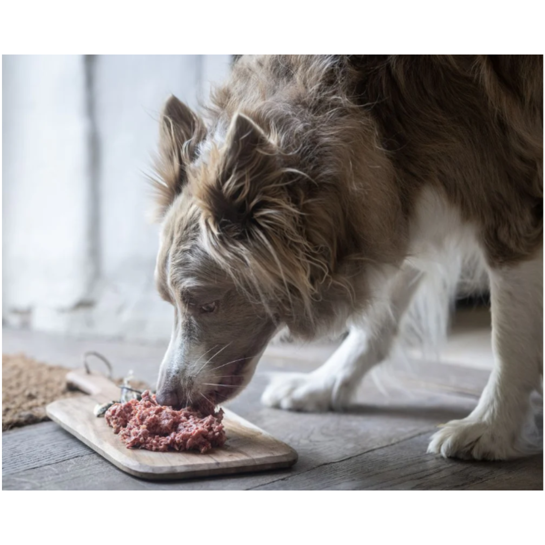 A dog eating Benyfit Venison Meat Feast Complete 80:10:10