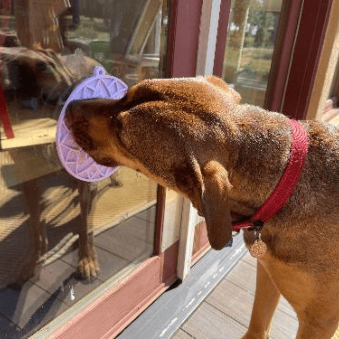 SodaPup Lotus eMat being used by a dog. Suction cups make it stick easy to glass, this time it is against a glass door pane.