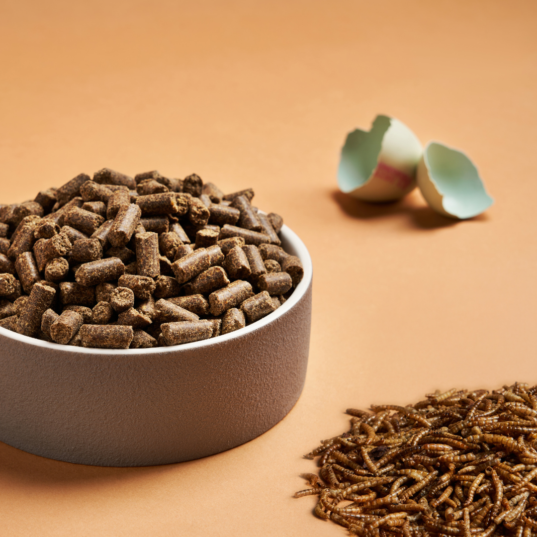 A bowl of DARF Insect Cold Pressed Dog Food beside egg shell and insect larvae.