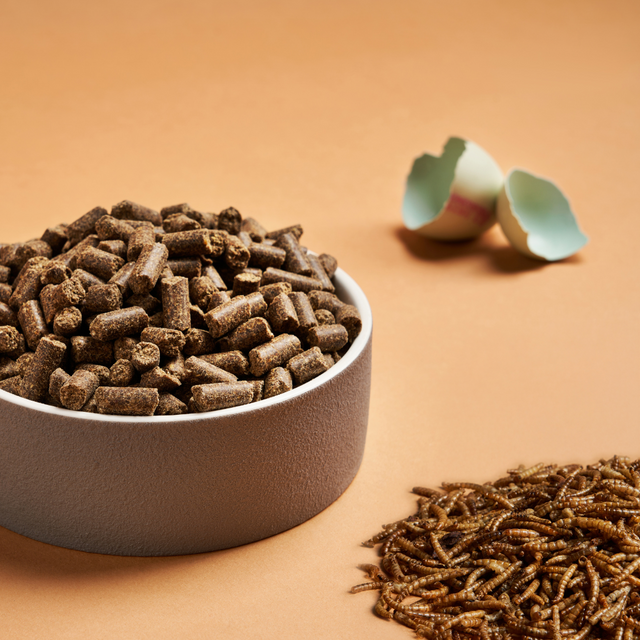 A bowl of DARF Insect Cold Pressed Dog Food beside egg shell and insect larvae.