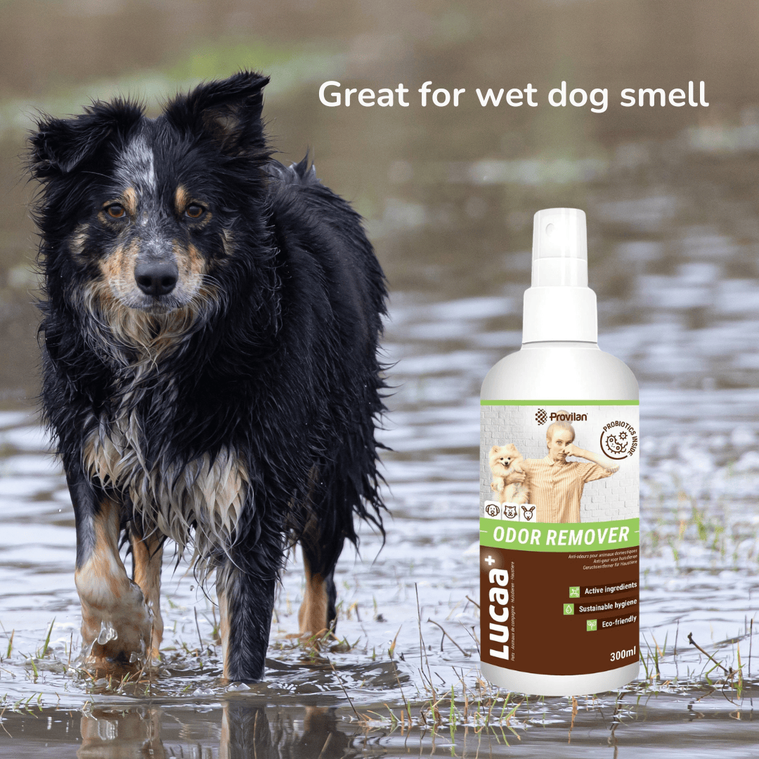 Provilan Lucca Odour Remover - Great for Wet Dog Smell with a photo of a wet dog.