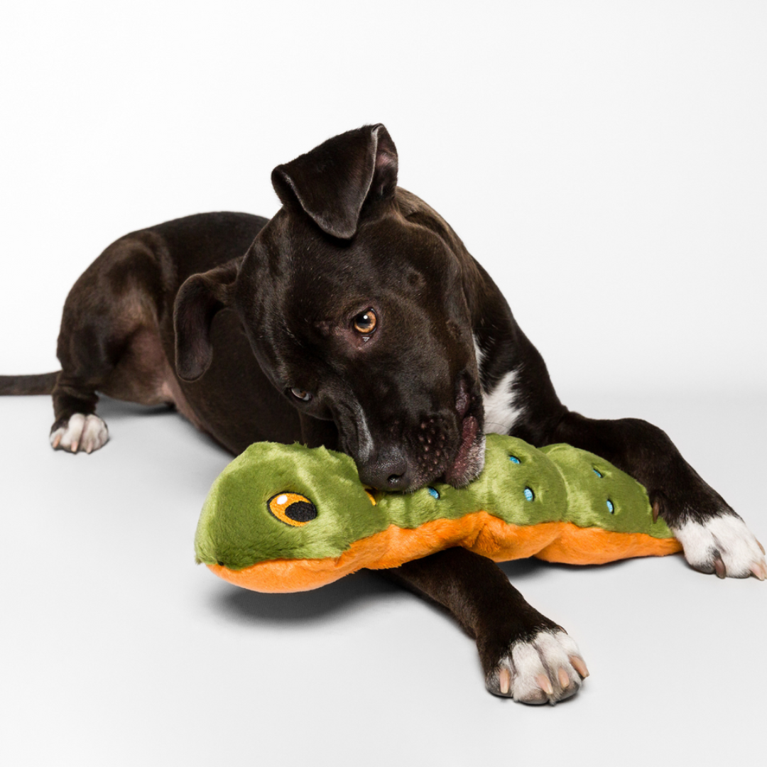 A black and white dog holding a Fluff & Tuff Katie Caterpillar Plush Dog Toy. The dog is posing in front of a white background. It is green in colour and has colourful stitching all over in all the details. You can see yellow peeking out from the underside.