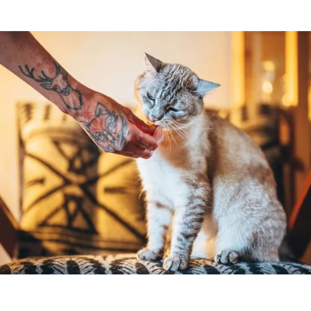 Carnilove Salmon with Mint Cat Treats