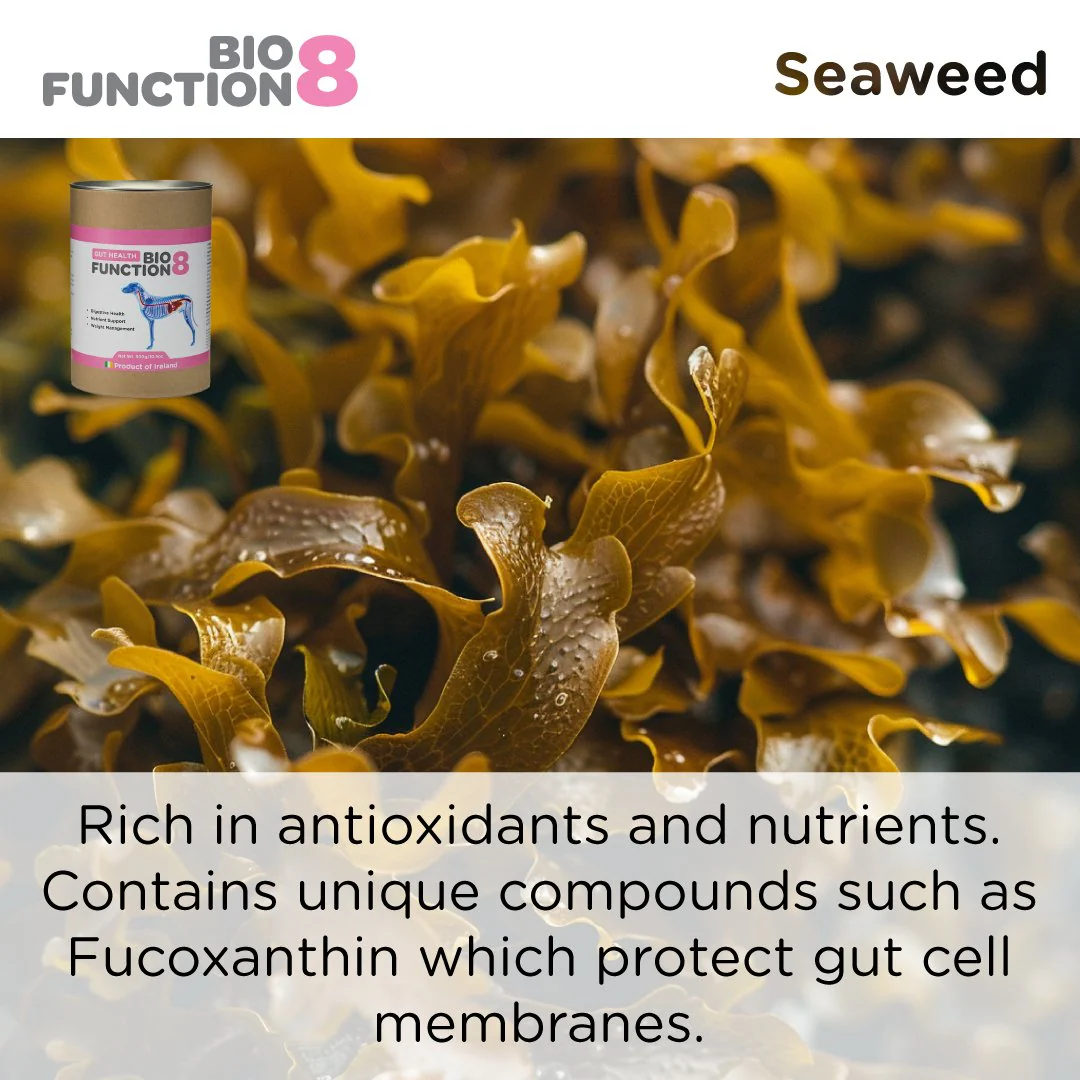 Biofunction8 Gut Soother Blend